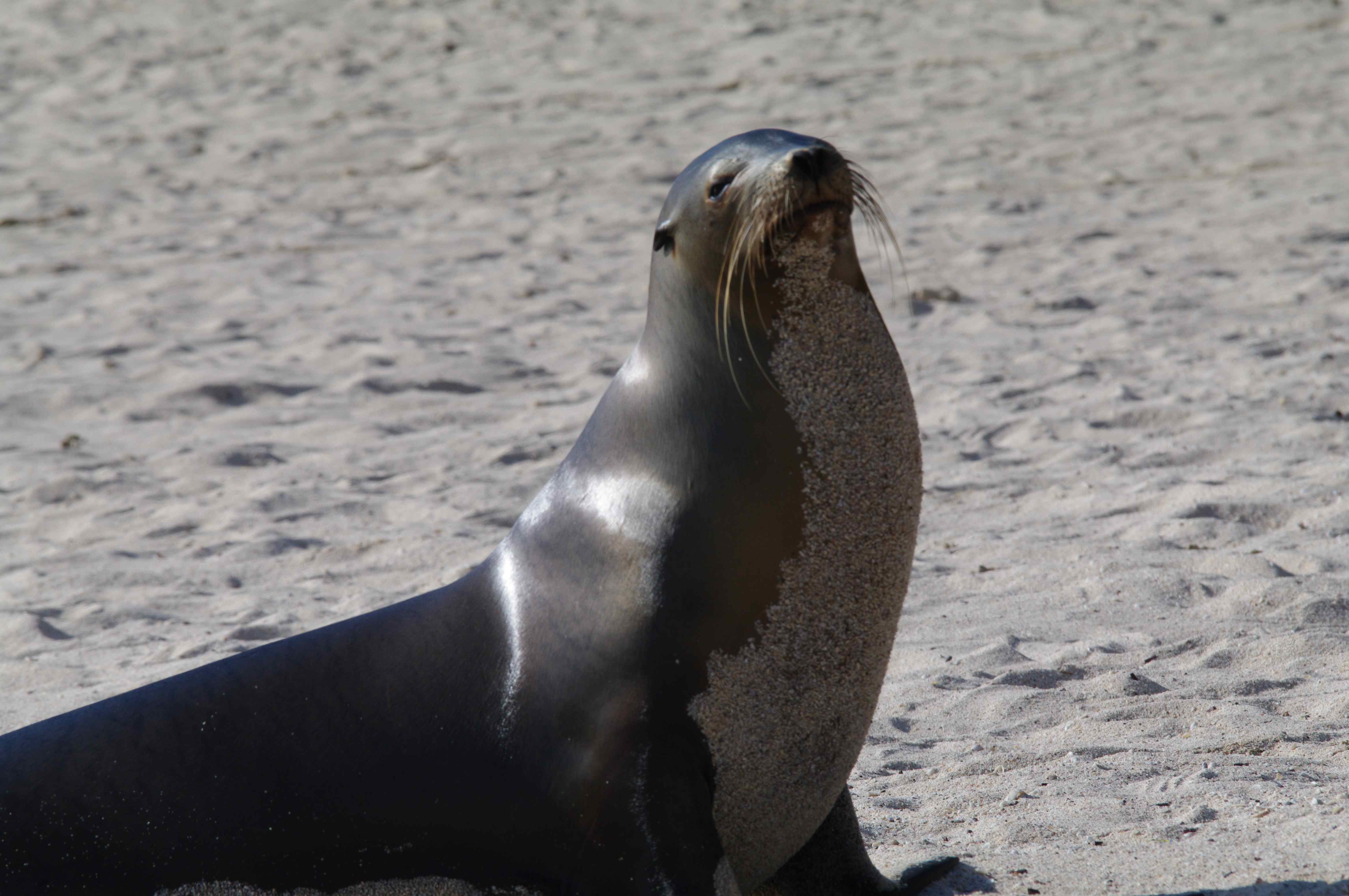 nos voisins sur la plage